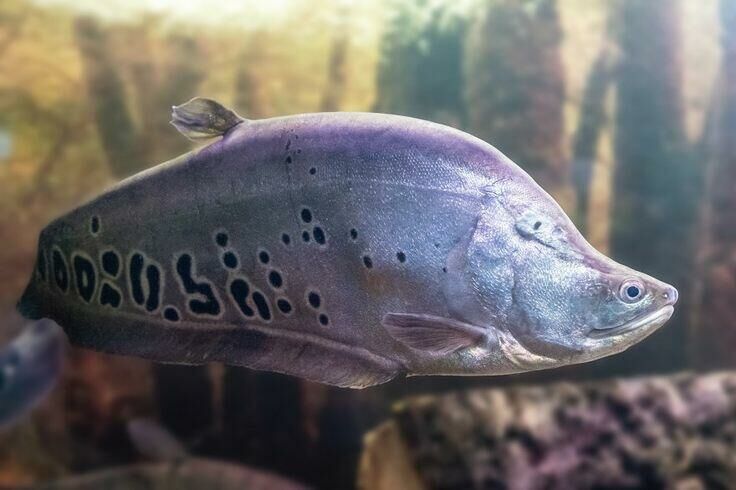 Imagem do Peixe Faca Palhaço